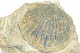 Fossil Marine Bivalve Mollusc Cluster - Gironde, France #302969-1